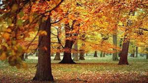 Fall Tree Tips Delaware Ohio Insurance